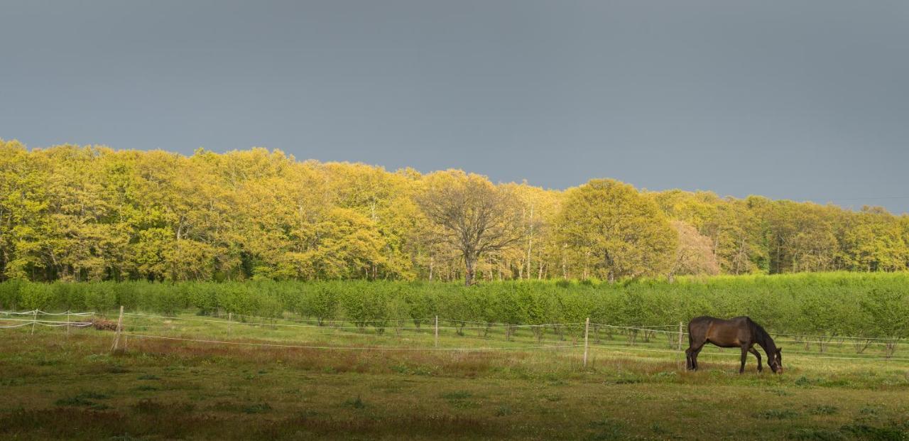 Agriturismo Il Poggio Vetralla Bagian luar foto